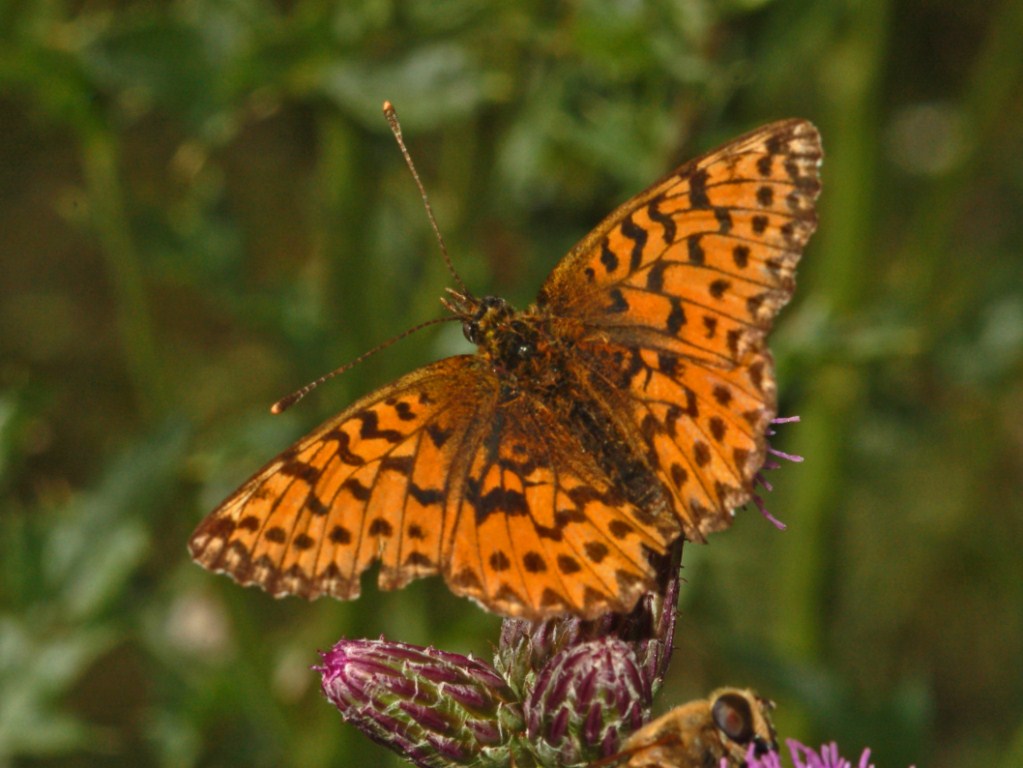 Boloria (Clossiana) titania?